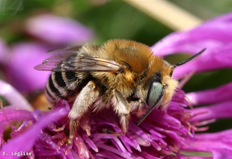 Anthophora bimaculata