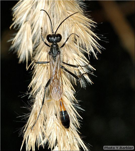 Ammophila sabulosa