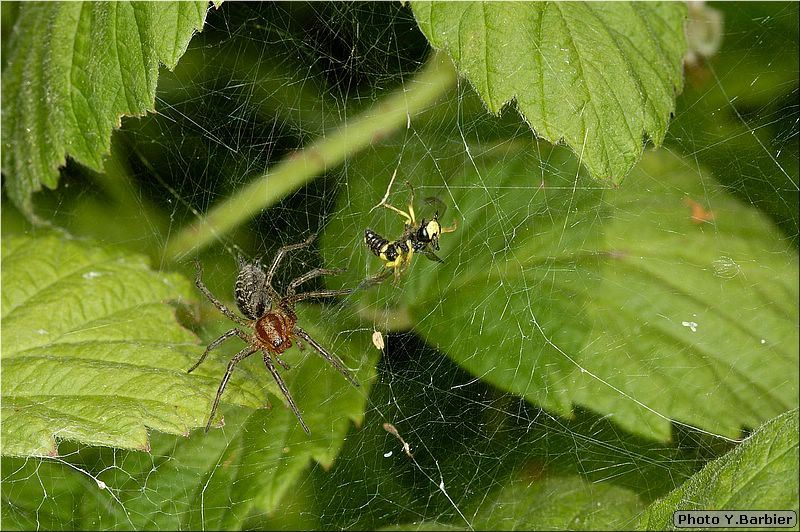 Cercerys rybyensis