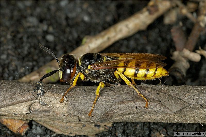 Philanthus triangulum