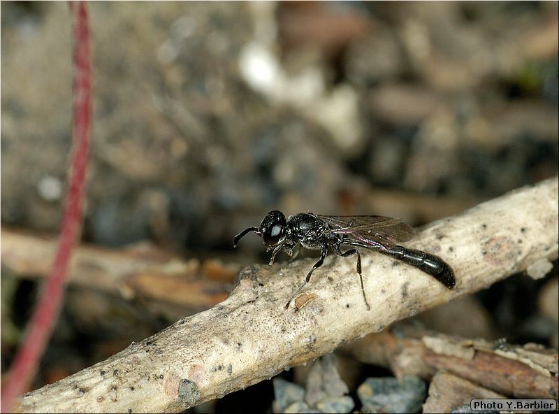 Trypoxylon attenuatum