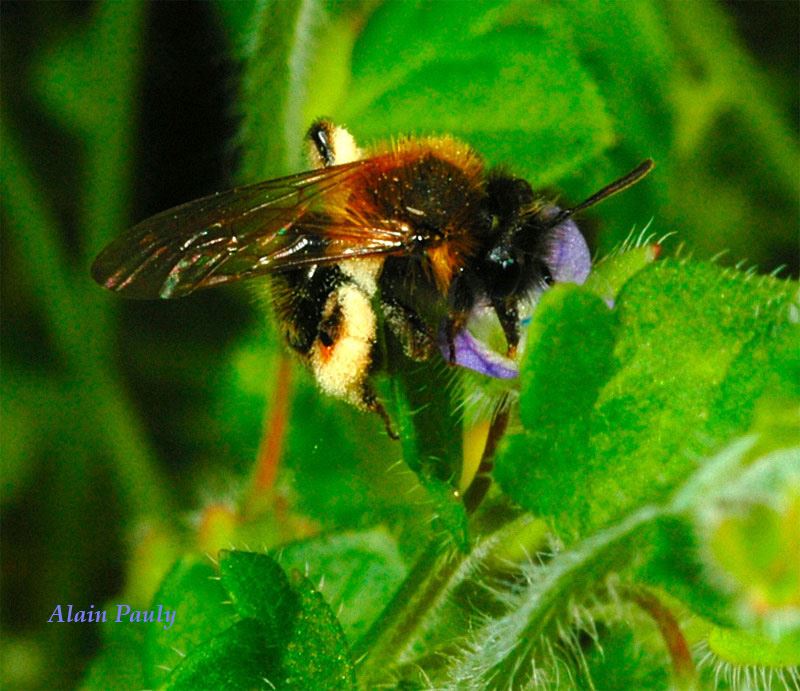 Andrena bicolor femelle