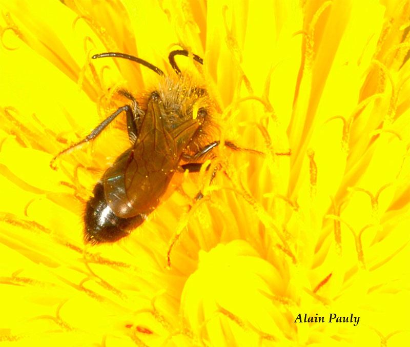 Andrena bicolor mâle