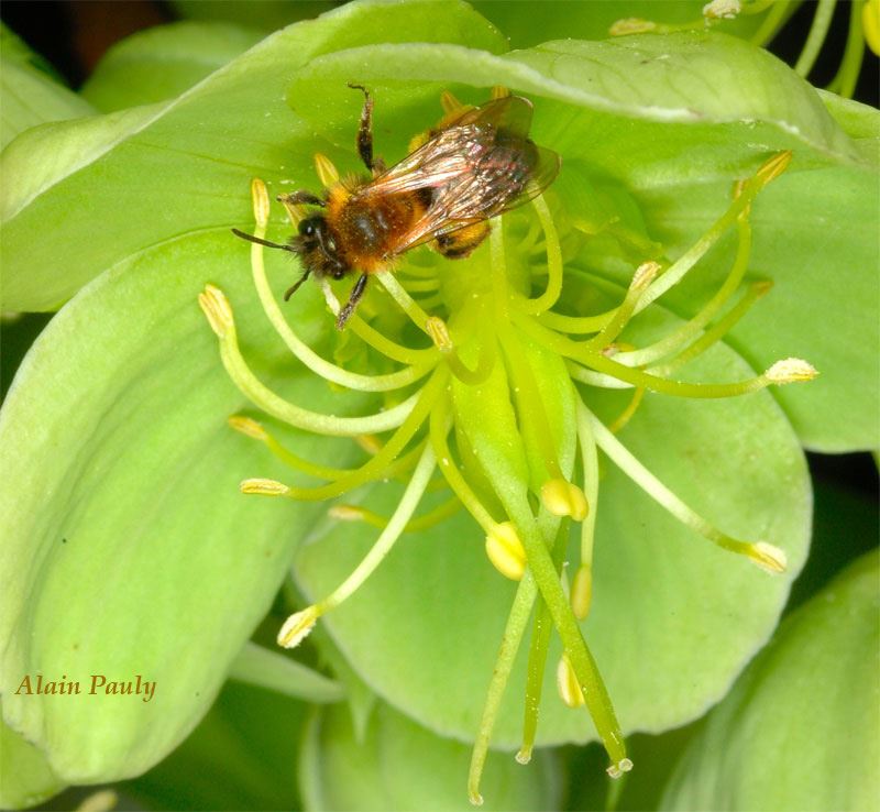 Andrena bicolor femelle