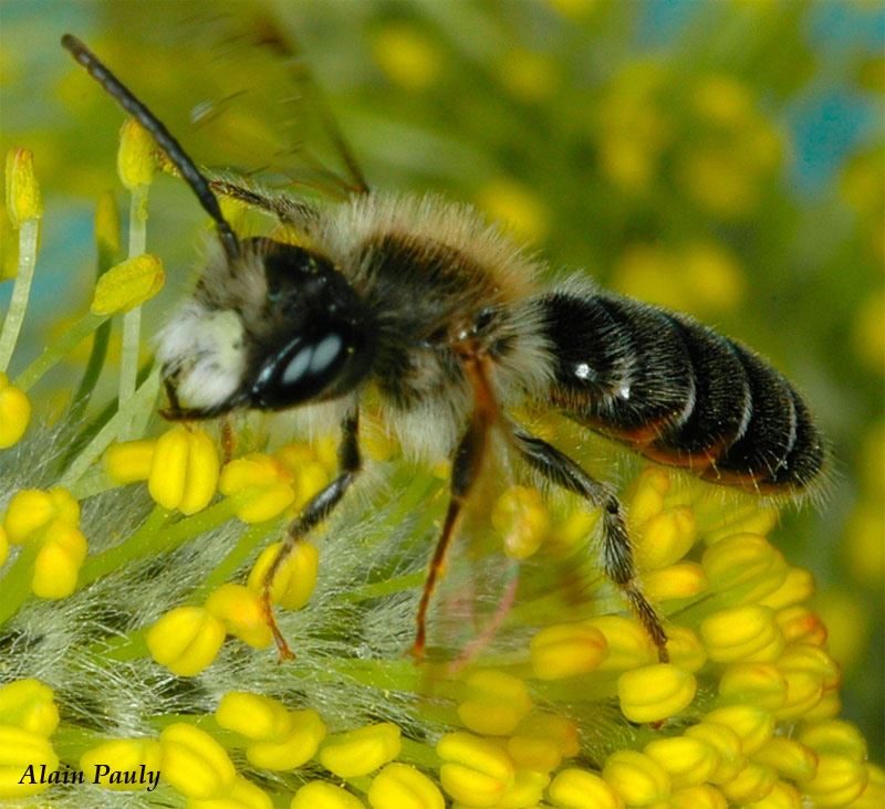 Andrena chrysoceles male