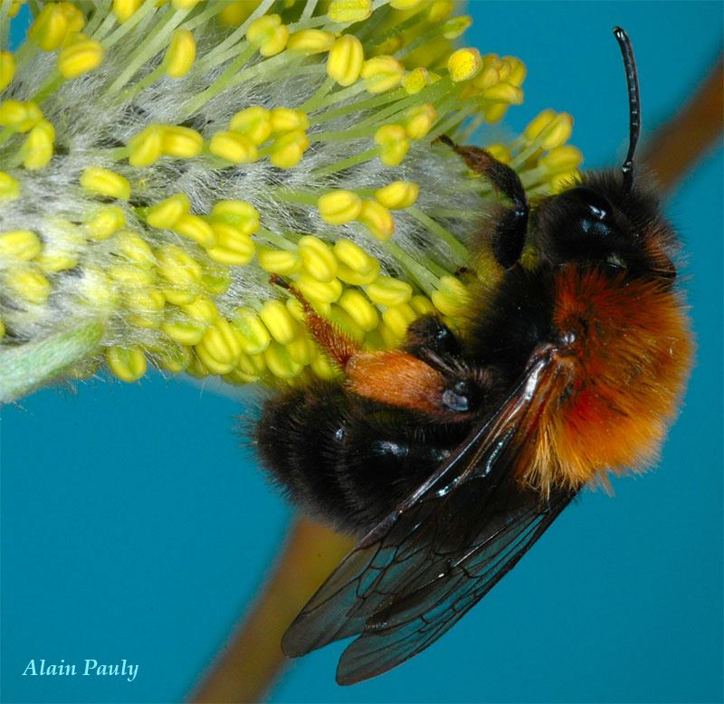 Andrena clarkella femelle