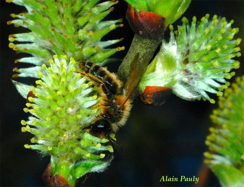 Andrena flavipes male