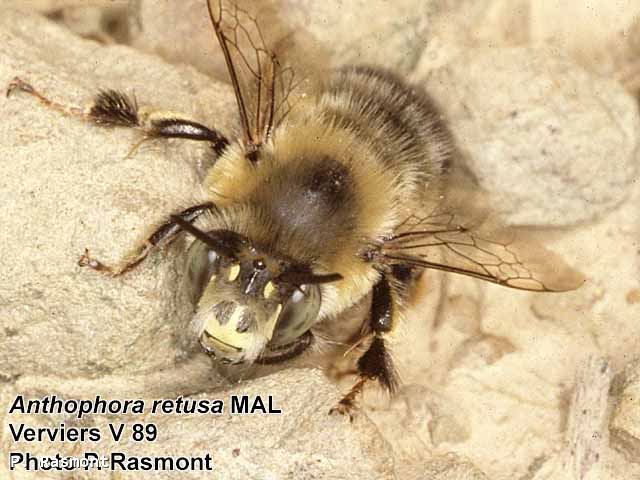 Anthophora retusa