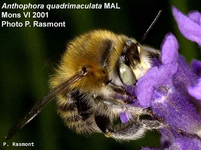 Anthophora quadrimaculata