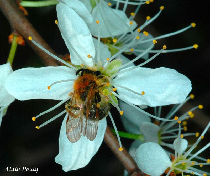 Andrena haemorhoa male