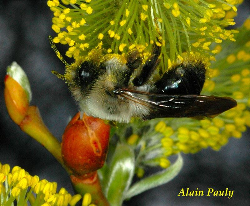 Andrena vaga femelle