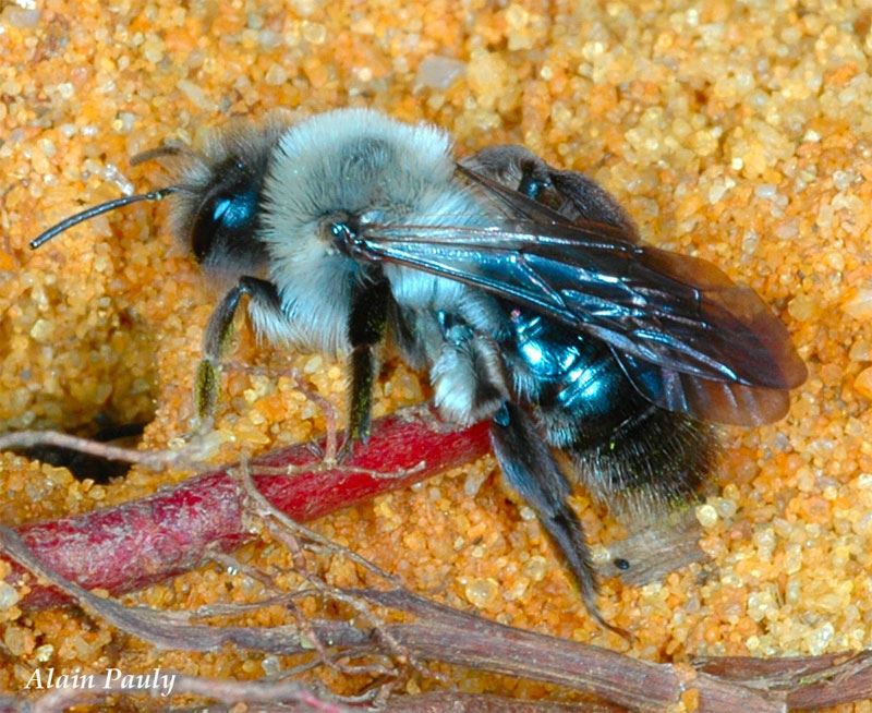 Andrena vaga femelle