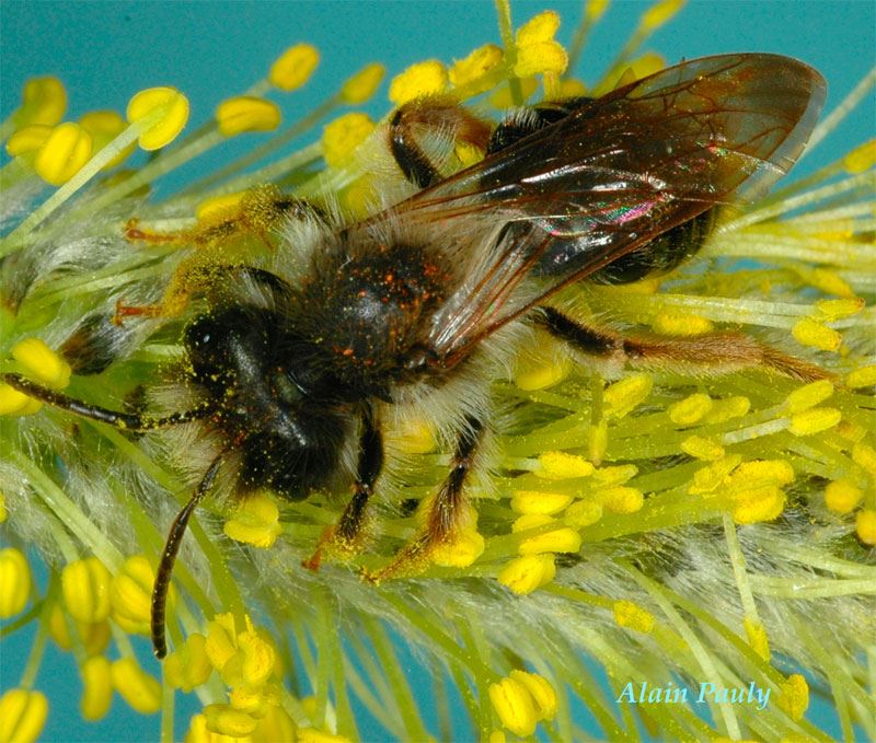 Andrena vaga male