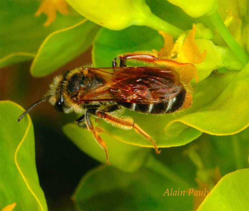 Andrena chrysoceles