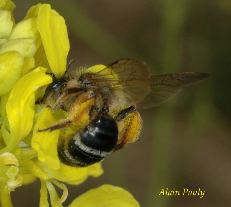 Andrena flavipes