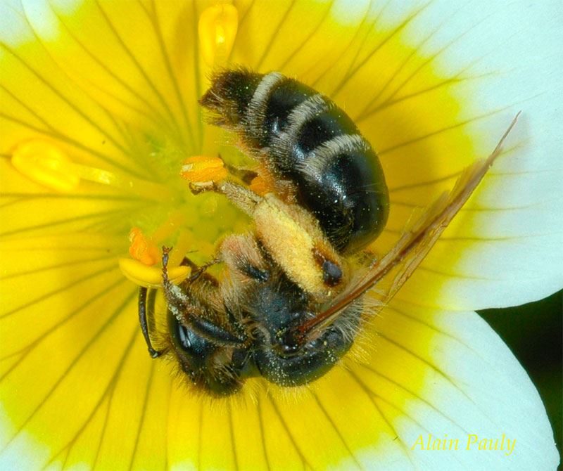 Andrena flavipes