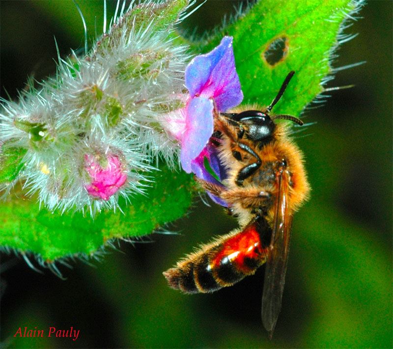 Andrena florea