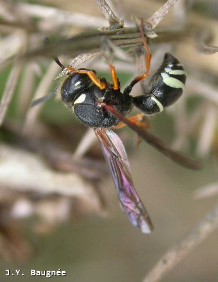 Odynerus melanocephalus