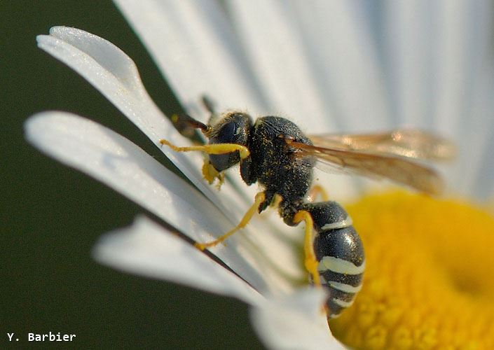 Odynerus melanocephalus