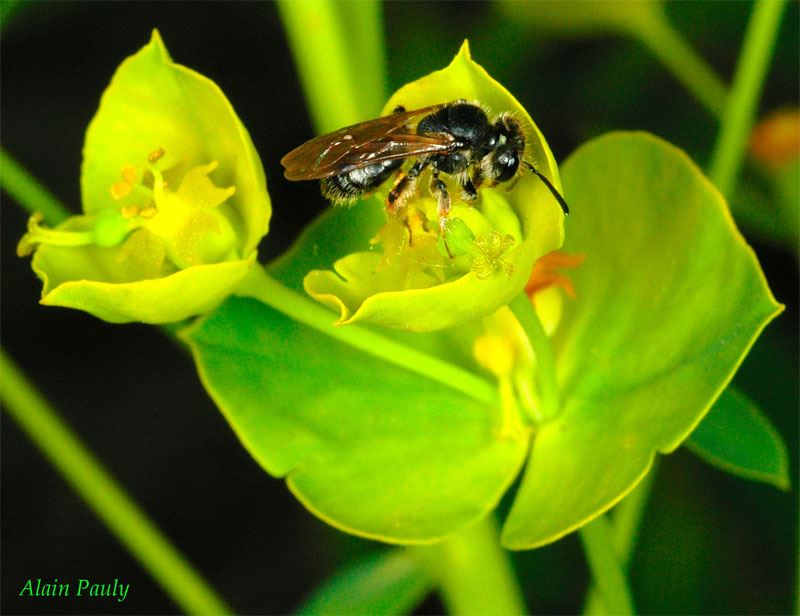 Andrena minutula