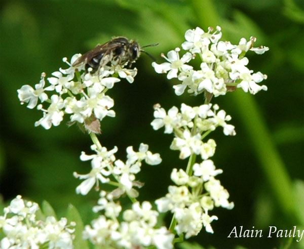 Andrena minutula