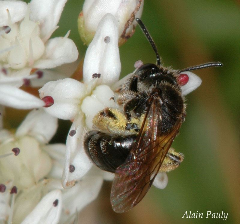 Andrena minutula