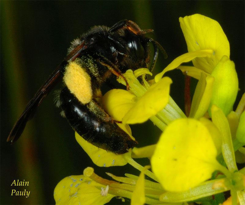 Andrena pilipes