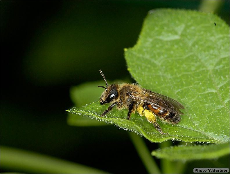 Andrena florea