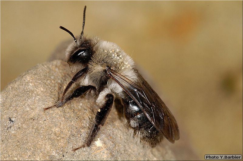 Andrena vaga femelle