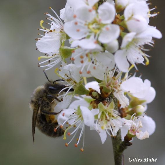 Colletes cunicularius