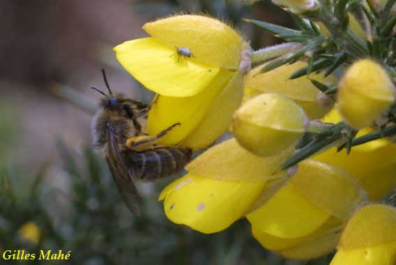 Colletes cunicularius