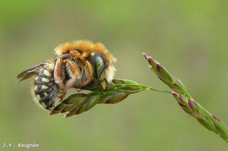 Anthidium punctatum