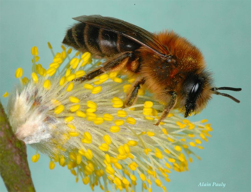 Colletes cunicularius femelle