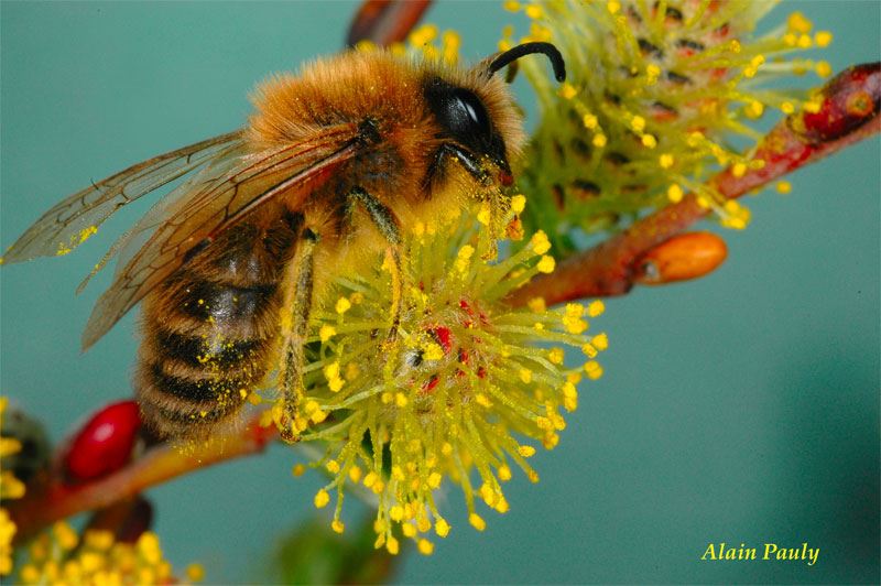 Colletes cunicularius male