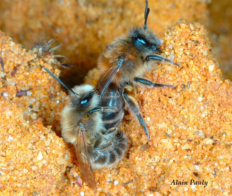 Colletes cunicularius