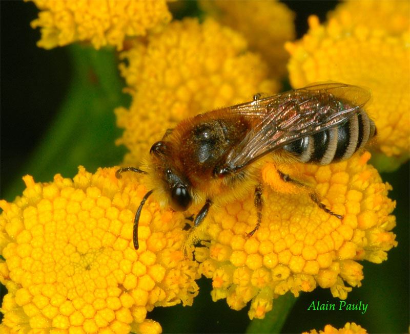 Colletes daviesanum