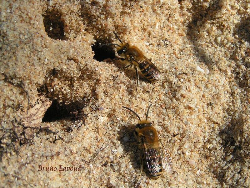 Colletes hederae