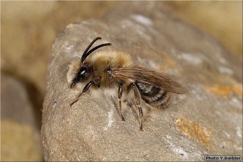 Colletes cunicularius male