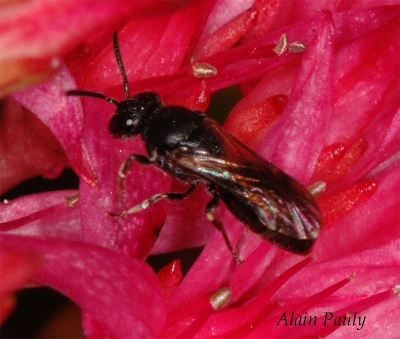 Hylaeus communis femelle