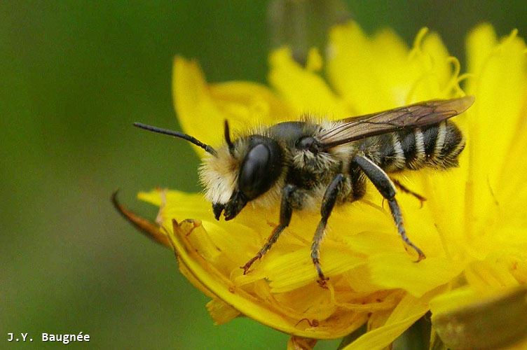 Megachile pyrenaea male