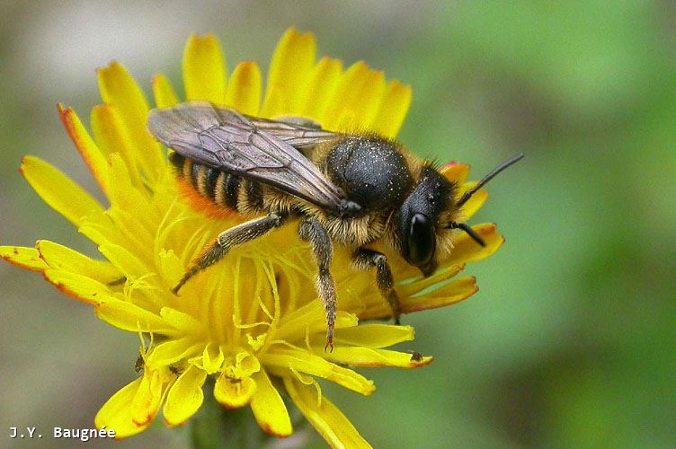 Megachile pyrenaea femelle