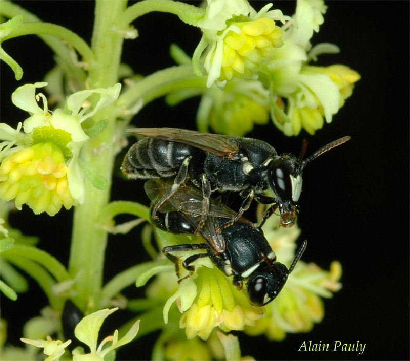 Hylaeus signatus