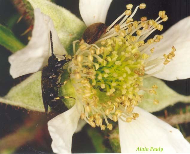 Hylaeus sp.