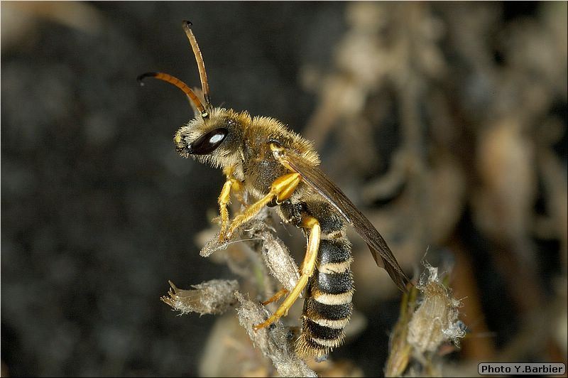 Halictus sexcinctus