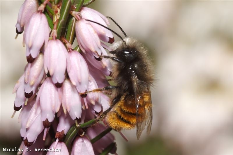 Osmia cornuta