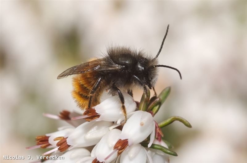 Osmia cornuta