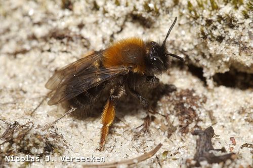 Andrena clarkella (F)