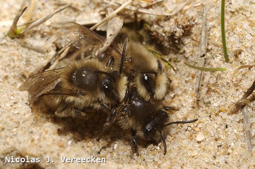 Colletes cunicularius