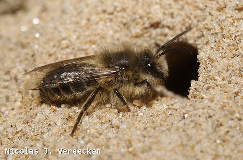 Colletes cunicularius