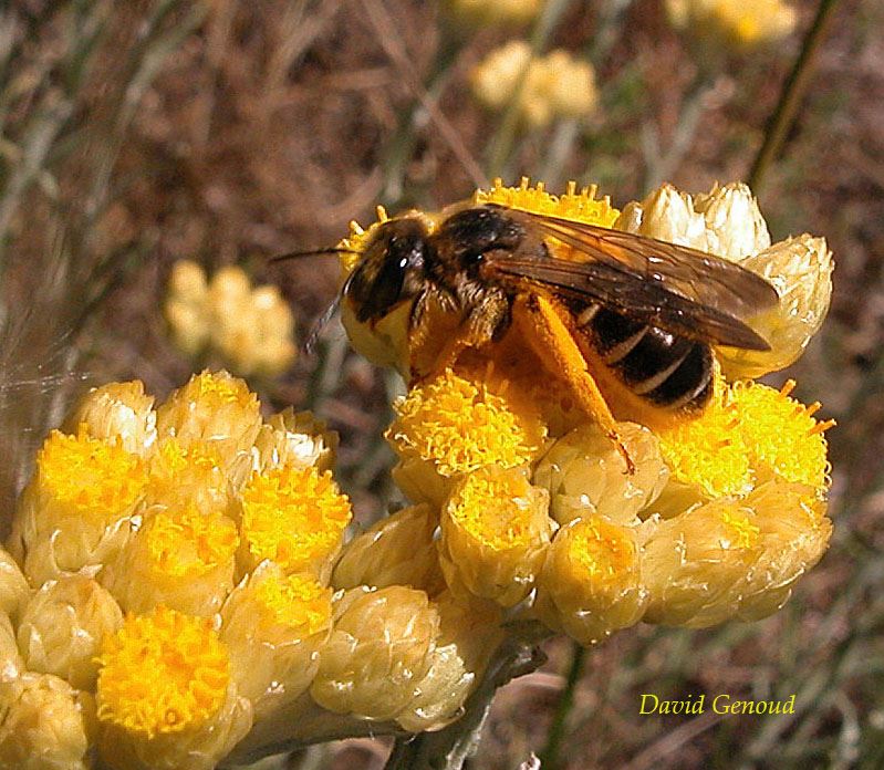 Halictus quadricinctus